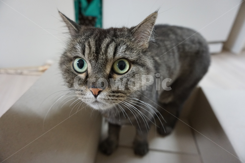고양이,동물,pet,animal,cat,동물,animal,포유류,mammal,고양이,cat,kitten,kitty
