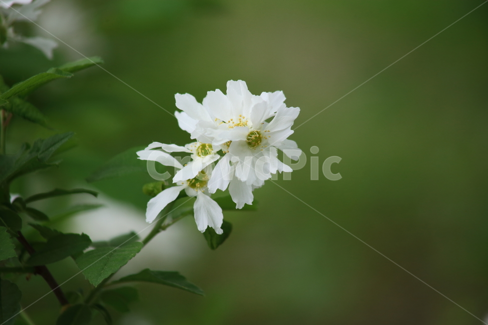 가침박달,가침박달꽃,봄,가침박달나무,commonpearlbush,식물,자연,plants,nature,꽃,flower