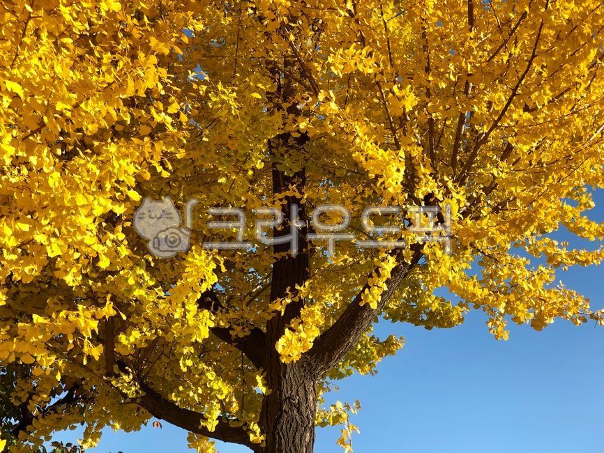 가을,단풍,단풍나무,은행나무,autumn,fall,tree,나무,leaf,leaves,maidenhair,노란색,낙엽