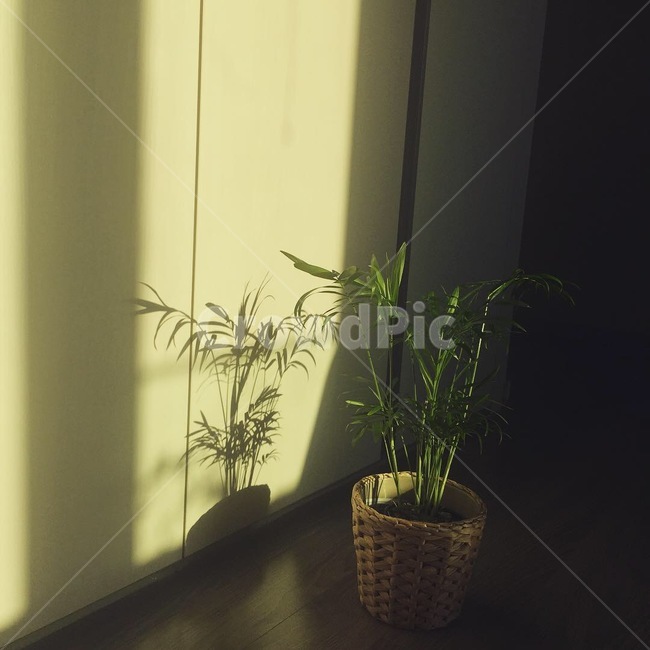 미세먼지정화식물,테이블야자,식물,미세먼지,그림자,식물,자연,plants,nature,실내용화초,화분,화초,house plant,인테리어,실내디자인,interior design