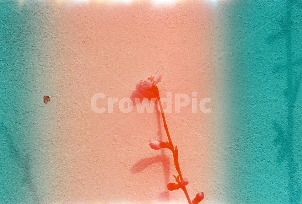 벚꽃,벚나무,cherryblossom,봄,4월,꽃,식물,자연,꽃잎,나무,sakura,spring,flower,계절,봄,계절,spring,season,식물,자연,plants,nature,꽃,flower,색깔,색상,색채,색감,color sense,color sensitivity,feeling of color