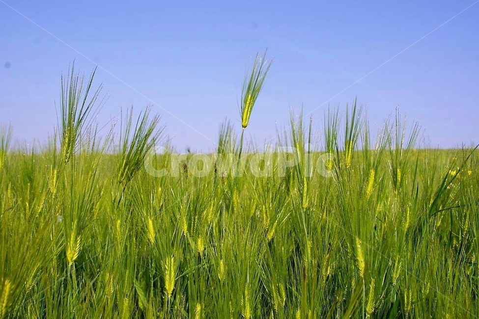 자연,식물,봄,spring,보리밭,보리,하늘,nature,sky,감성,풍경,계절,season,자연풍경,봄,계절,spring,season,vegetation,초목,plant