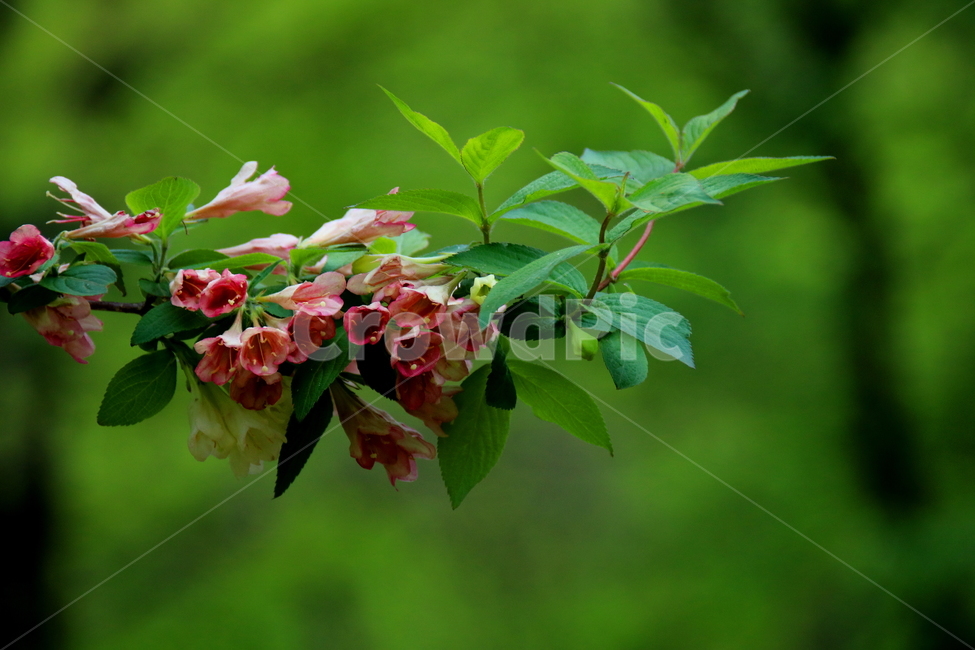 식물,꽃,봄,계절,자연,식물,자연,plants,nature,꽃,flower