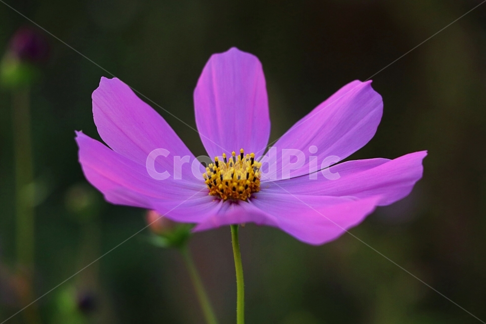 꽃,Flower,코스모스,cosmos,보라,가을,계절,fall,autumn,season,식물,자연,plants,nature,꽃,flower,plant