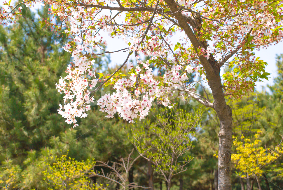 봄,벚꽃,꽃,배경,자연,풍경,하늘,나무,공원,cherryblossoms,식물,벚나무,매화,계절,축제,조경,나뭇가지,시골,경치,화사한,핑크,향기,분홍,맑음,spring,season,flower,생화,만개,만발,소나무,봄,계절,spring,season,식물,자연,plants,nature,꽃,flower,plant