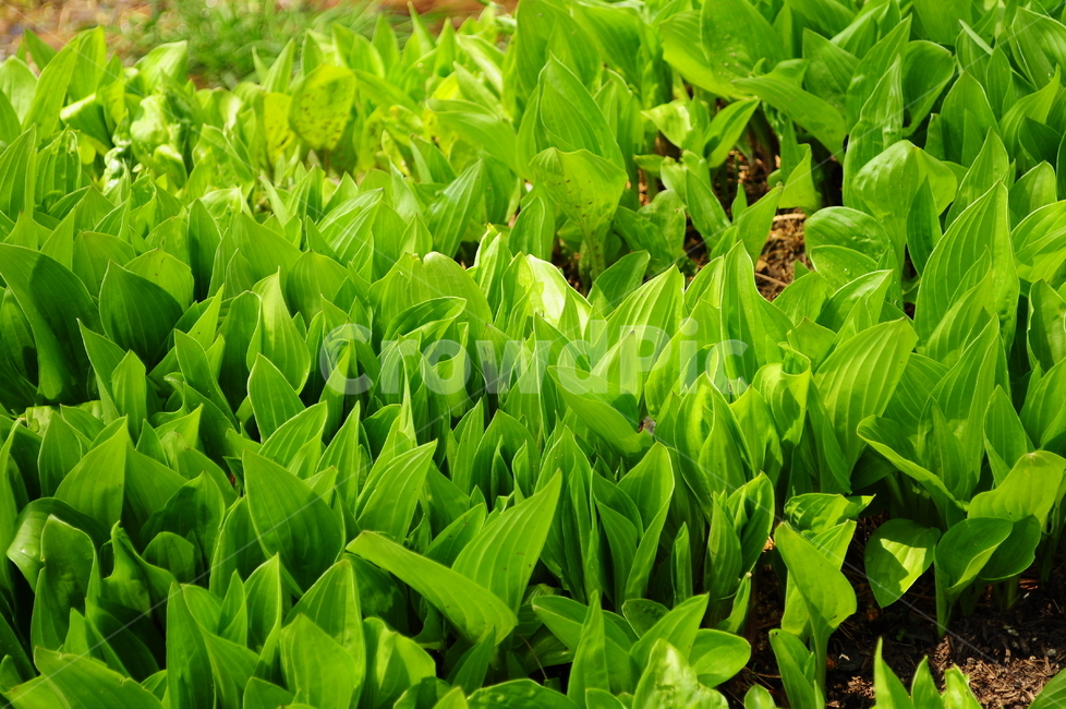 새싹,초록잎,잎,잎파리,잎사귀,식물,자연,plants,nature
