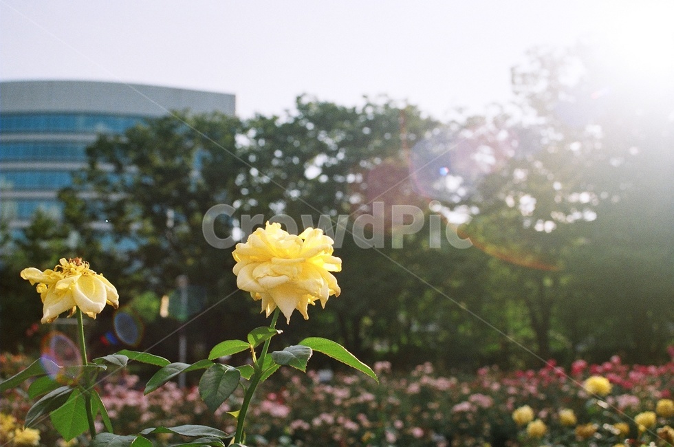 plant,식물,flower,장미,rose,꽃,꽃밭,햇빛,따사로움,따뜻함,자연광,필름,필름사진,감성,감성사진,film,light,warm,nature,색감,sensitivity,yellow,노란색,가을,봄,계절,spring,season,식물,자연,plants,nature,꽃,flower