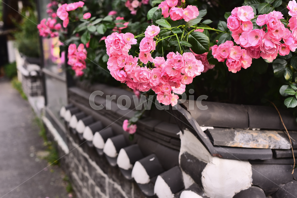한국전통,장미꽃,5월,기와,민속촌,한국적,코리안,분홍색,핑크색,pink,korean,traditional,rose,분홍장미꽃