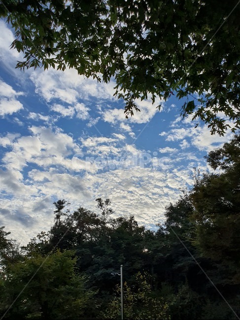 하늘,sky,구름,노을,맑은,자연,풍경,nature,landscape