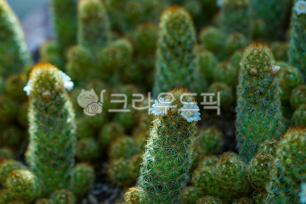 황금사선인장,선인장꽃,식물,plant,선인장