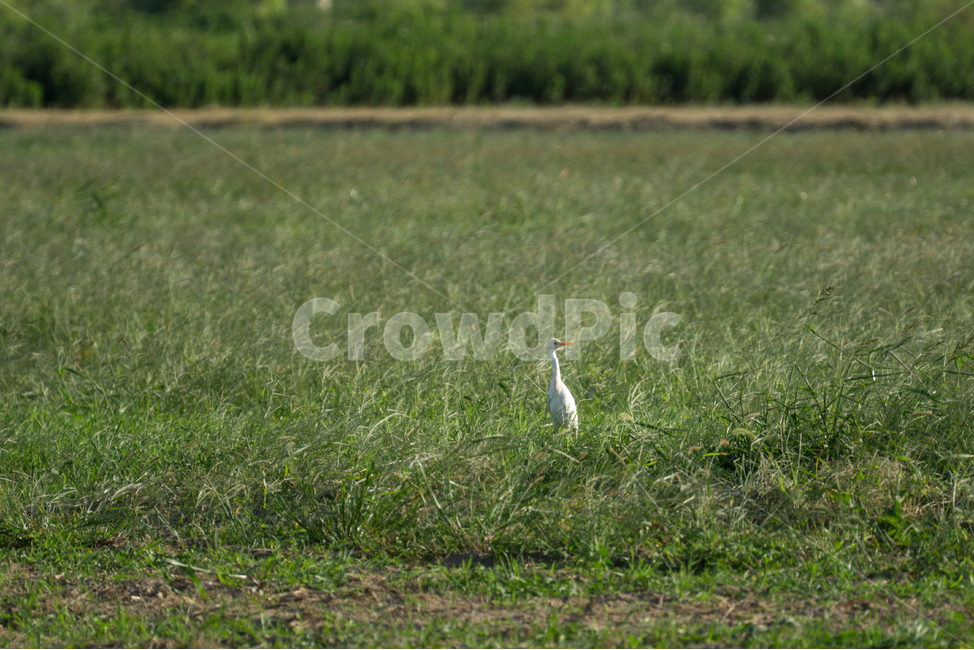 조류,탐조,새,텃새,철새,bird,동물,animal,조류,새,birds