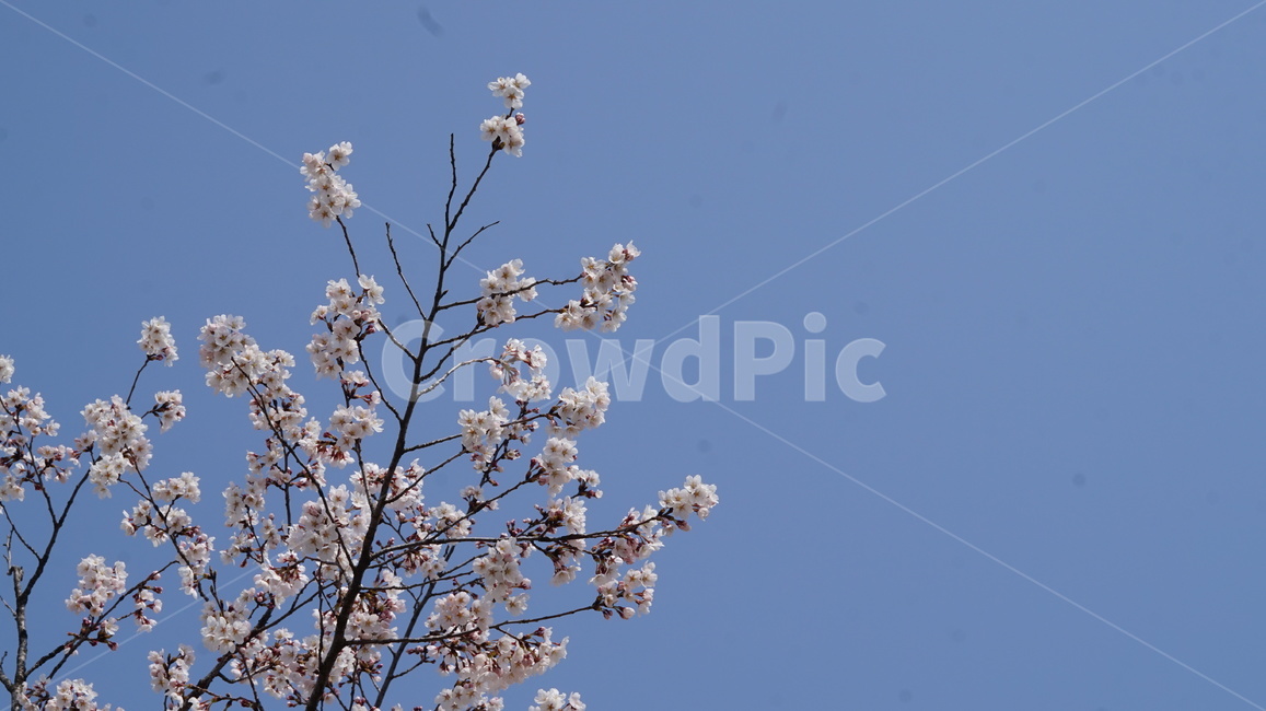 벚꽃,봄,나무,꽃나무,cherryblossom,소풍,꽃,봄,계절,spring,season,plant,식물,flower,blossom