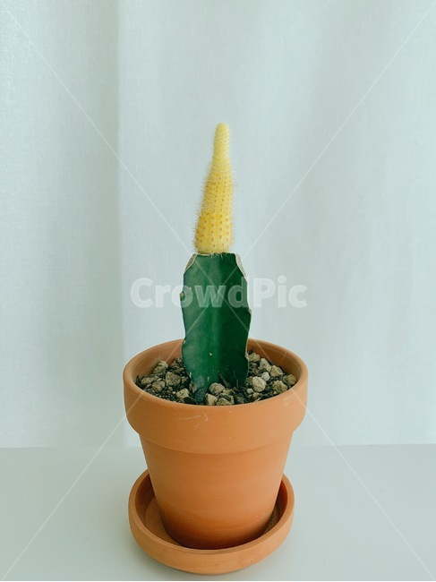 선인장,토분,화분,미니선인장,cactus,실내용화초,화분,화초,house plant