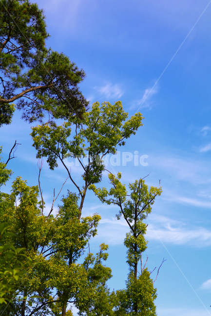 하늘,구름,나무,산,숲,맑음,자연,풍경,nature,landscape,tree,plant,식물,tree trunk,나무 줄기