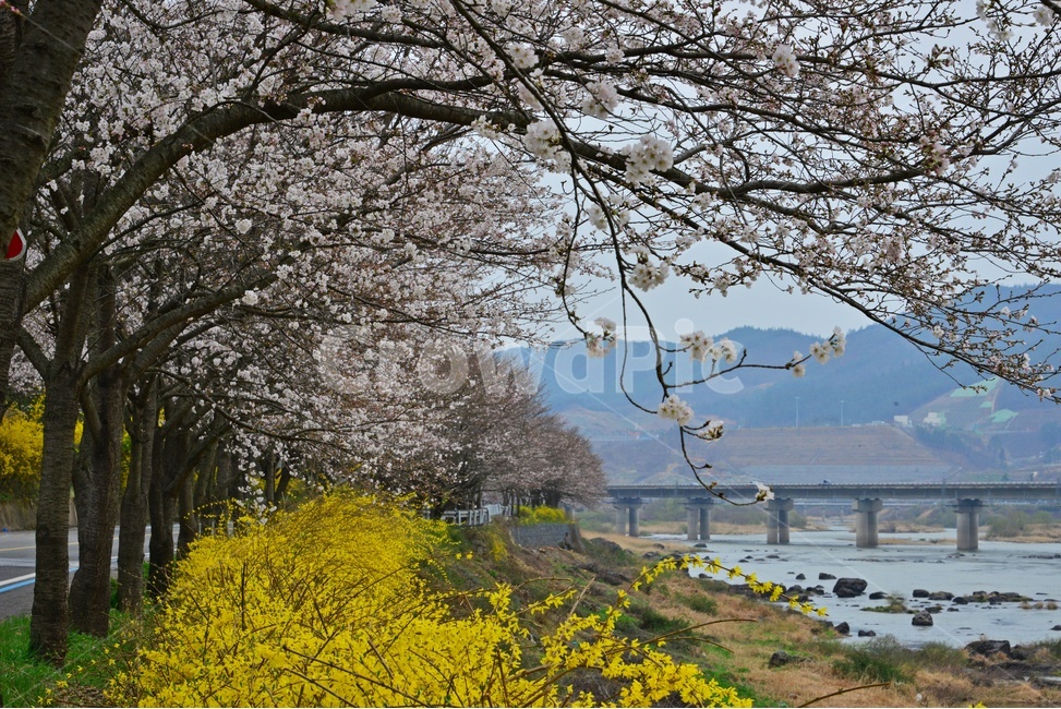 nature,자연,scenery,풍경,outdoors,옥외,landscape,경치,road,도로,plant,식물,tree,나무,treetrunk,나무줄기,벚꽃길,벚꽃,개나리,만개