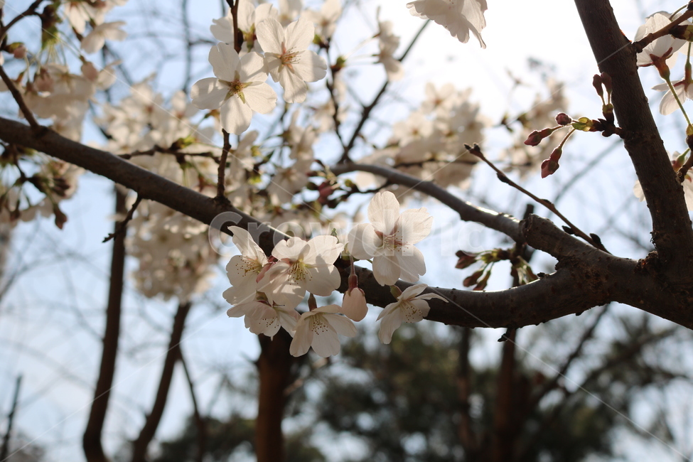 plant,식물,flower,꽃,꽃잎