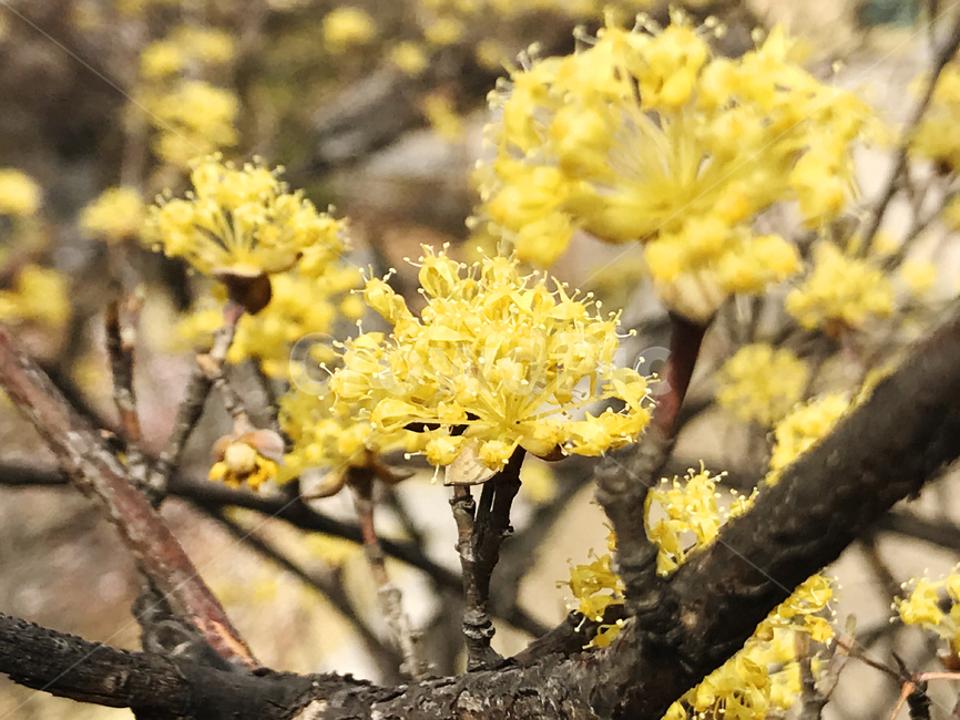 봄,봄꽃,산수유,산수유꽃,노란꽃,봄꽃축제,나들이,봄,계절,spring,season,식물,자연,plants,nature,꽃,flower,plant