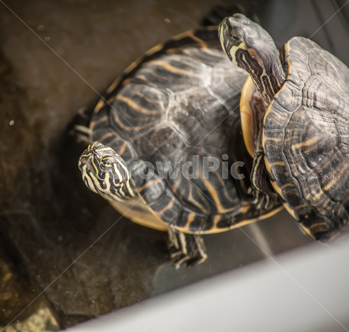 Pets,water animals,turtle,red eared turtle,harmful animals,ornamental