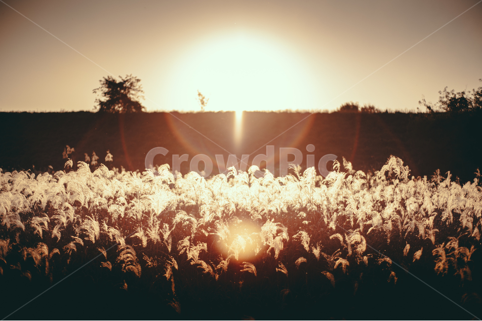 flare,플레어,light,빛,갈대,습지,자연,풍경,가을,계절,fall,autumn,season