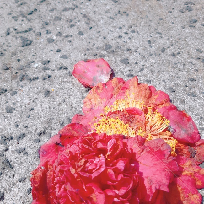 밟힌,동백,바닥,노로,꽃잎,수술,암술,봄,꽃,flower