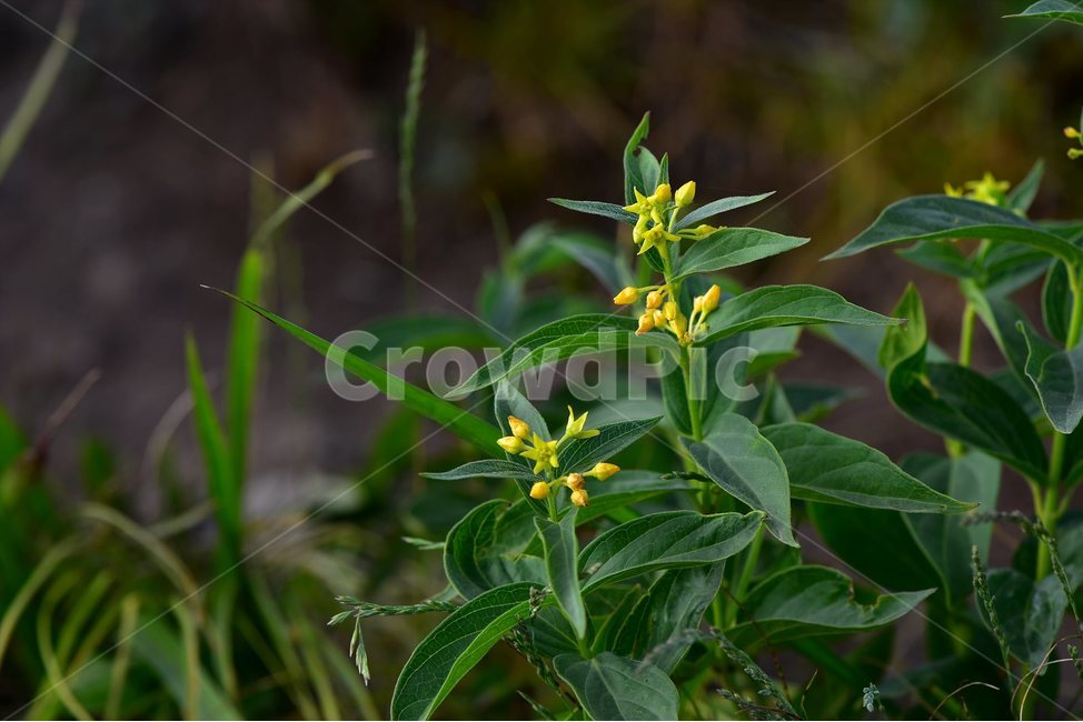 선백미꽃,야생화,꽃,식물,자연,생태,플라워,flower,plants,nature,식물,자연,plants,nature,꽃,flower