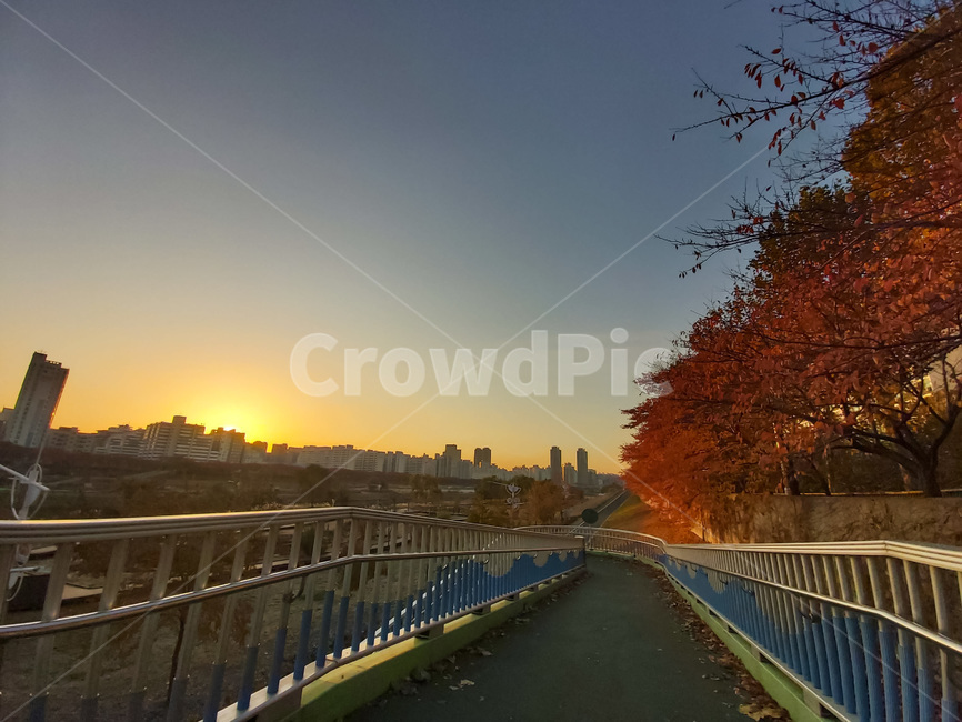 낙엽,가을,다리,나무,노을,sunset,tree,산책로