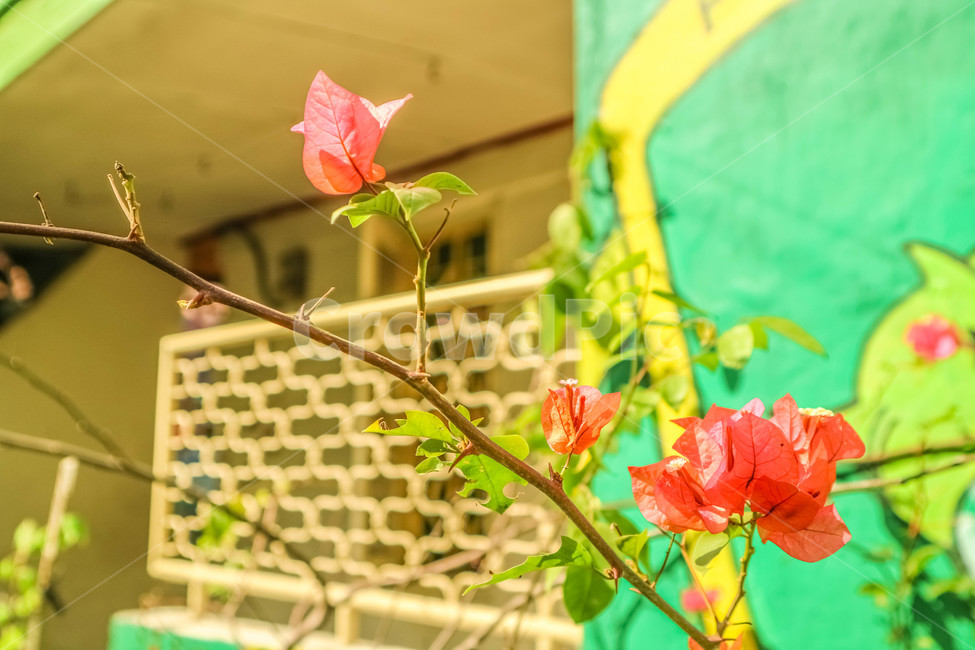 꽃,가지,flower,color,잎,green