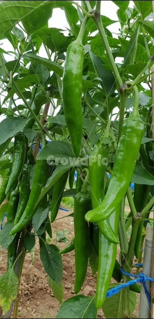 고추,청고추,풋고추,주말농장,수확,식물,자연,plants,nature,채소,야채,vegetables