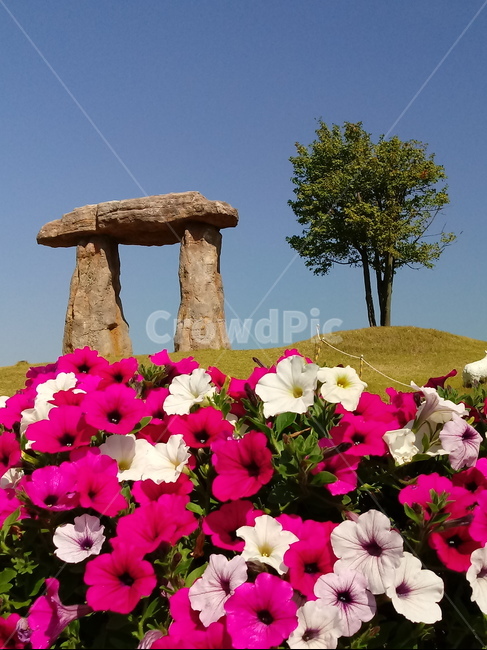 페튜니아,꽃,식물,flower,plant,commongardenpetunia,가지과,한해살이풀,식물,자연,plants,nature,꽃,flower