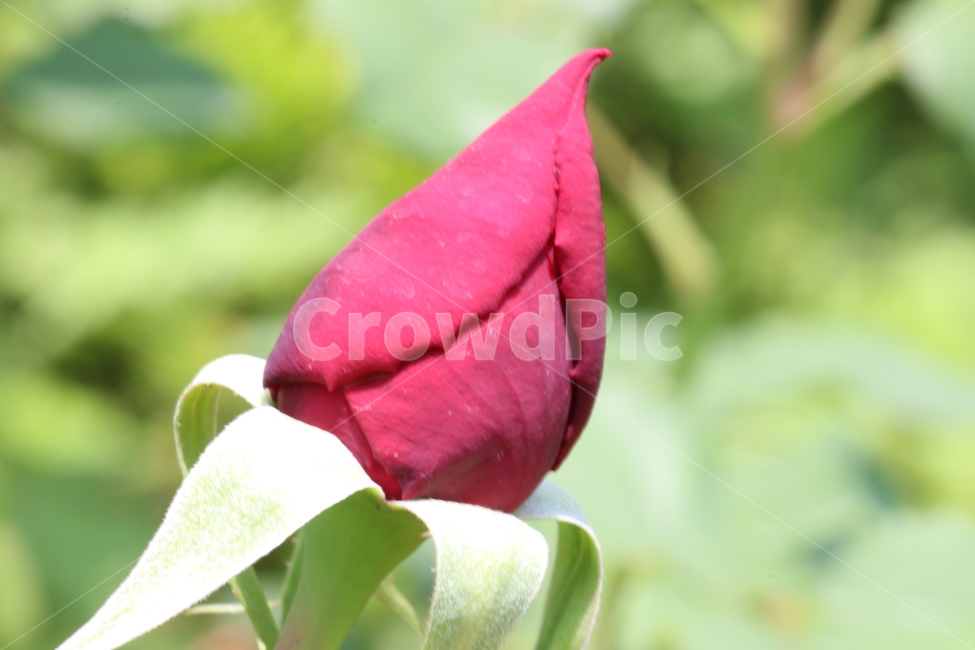 꽃,장미,야생꽃,자연,봉오리,식물,식물,자연,plants,nature,꽃,flower