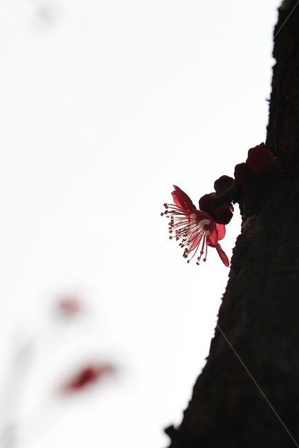 매화,홍매화,식물,꽃,flower,식물,자연,plants,nature,꽃,flower