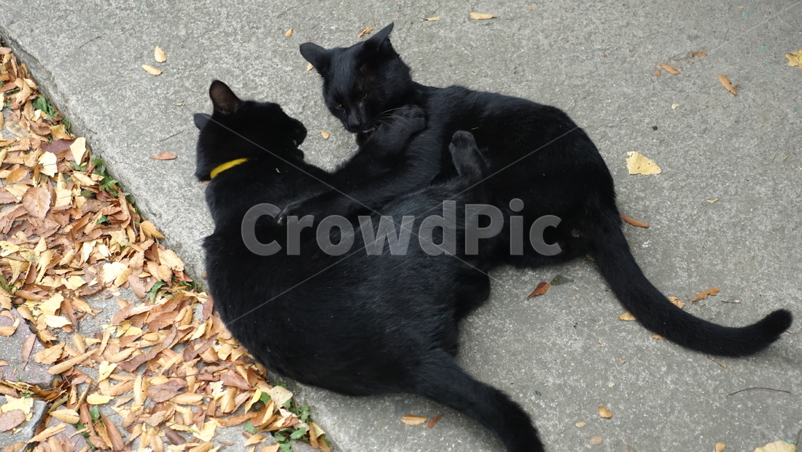 고양이,검은고양이,black,cat,animal