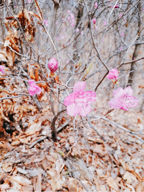 plant,식물,꽃,flower,봄,산,들,분홍,봉우리