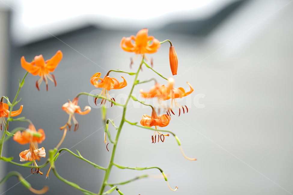 꽃,플라워,나리꽃,계절,생명,식물,주황,오렌지빛,자연,접사,감성,flower,색감,컬러,식물,자연,plants,nature,꽃,flower
