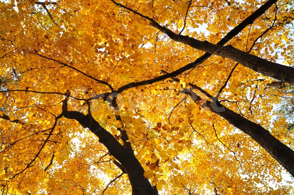 가을,단풍,단풍잎,maple,시즌,계절,늦가을,leaf,season,시안,디자인,디자이너,출판,편집,책자,서적,사보,카다로그,콘텐츠,리플렛,브로셔,컨셉,콘셉,컨셉트,모바일,팝업,전단,광고,색감,칼라풀,아름다운,뷰티풀,beautiful,sns,ebook,웹,마케팅,마켓팅,감성,필,느낌,서정,나뭇잎,바람,autumn,fall,red,color,emotion,feeling,11월,10월,찬란한,화려한,배경,바탕,백그라운드,background,분위기,노랑색,옐로우,yellow,가을,계절,fall,autumn,season,식물,자연,plants,nature,나무,trees,wood,tree,plant,잎