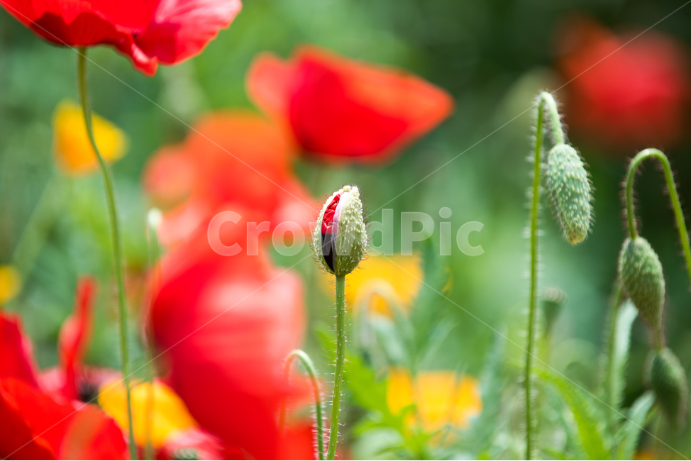 꽃,양귀비,봄,빨강,노랑,봉오리,꽃봉오리,flower,red,yellow,식물,자연,plants,nature,꽃,flower