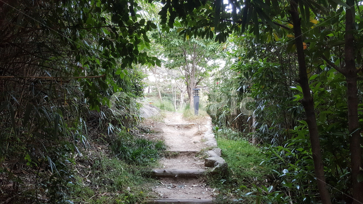 숲,터널,숲과터널,빛의터널,봄과숲,숲과나무,나무와빛,어두움과빛,숲속계단,산속풍경,도시와숲,부산숲