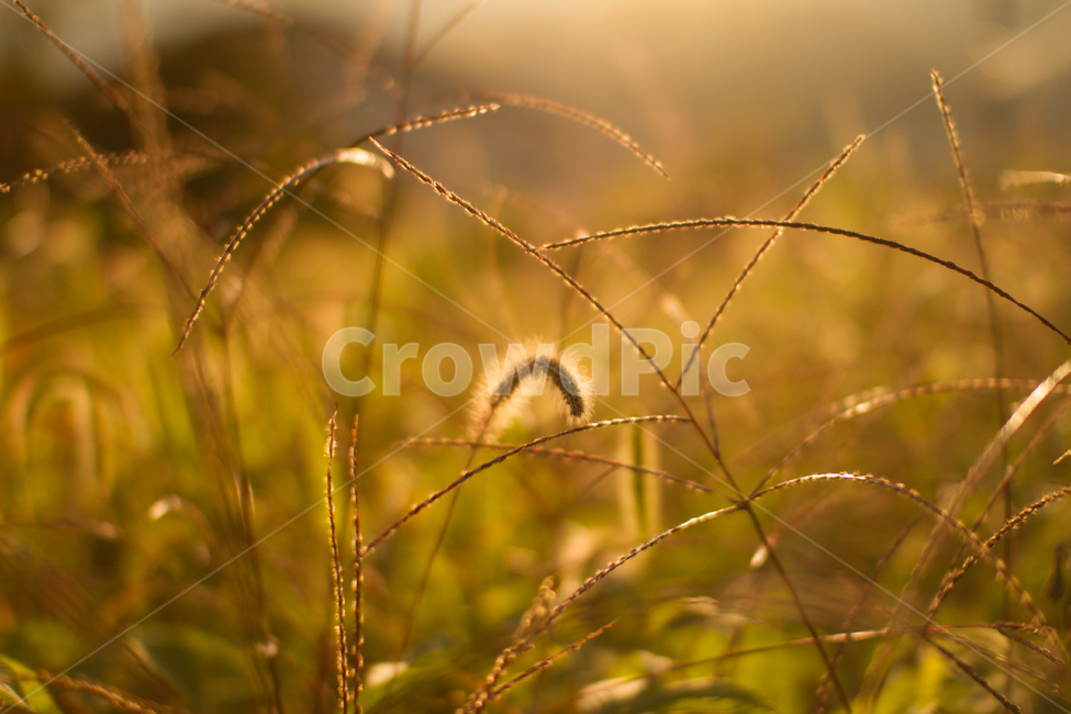 가을,강아지풀,풀,갈색,초록,식물,자연,plants,nature