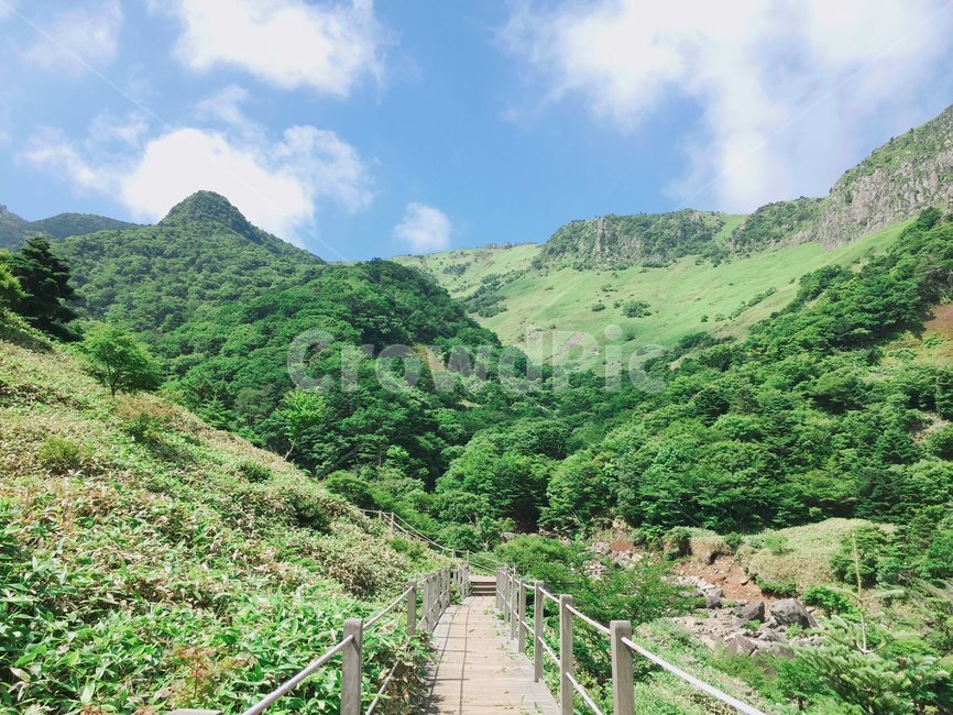 한라산,등산,산,운동,산책,자연,풀