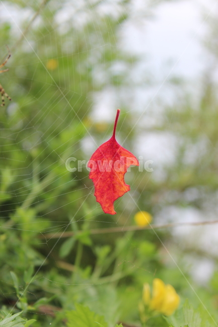 풍경,꽃,하늘,가을,단풍,가을,계절,fall,autumn,season,leaf,잎,plant,식물,tree,나무