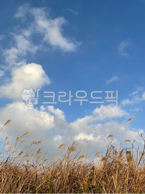 sky,blue sky,Reed,Silver grass,silver grass field,reed field