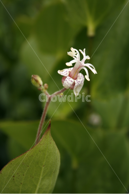 뻐꾹나리,식물,flower,plants,nature,꽃,꽃봉오리,식물,자연,plants,nature,꽃,flower