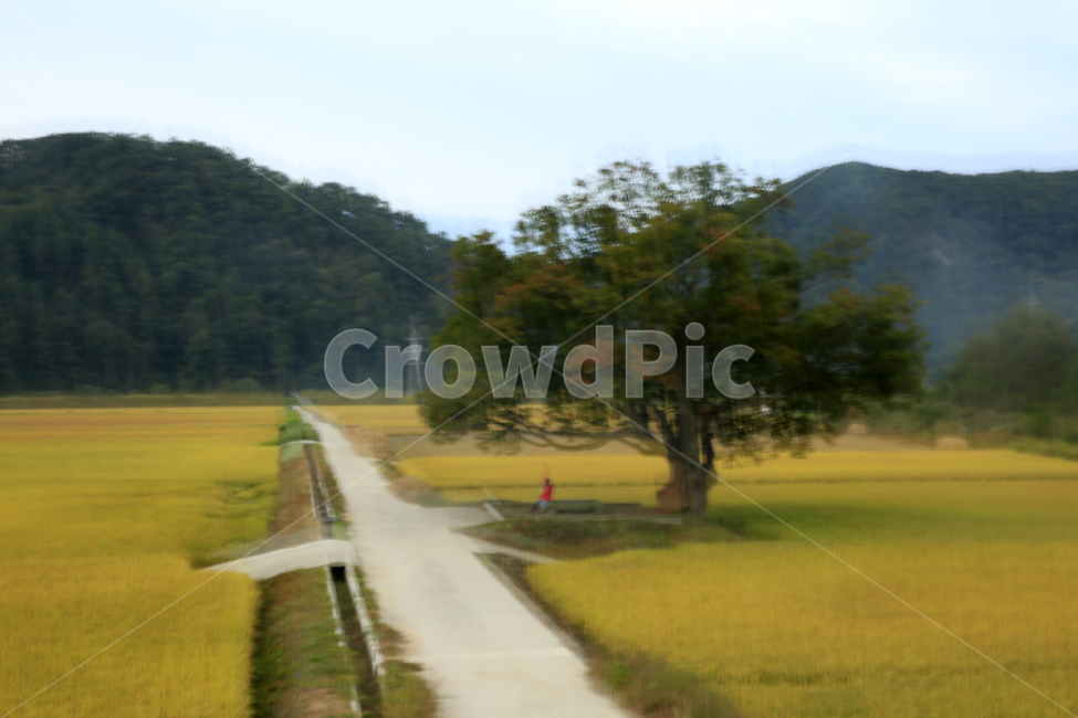 원정리,회룡포,가을들녘,원정리느티나무,구절초,가을,계절,fall,autumn,season,자연,풍경,nature,landscape,outdoors,옥외,field,들,grassland,목초지