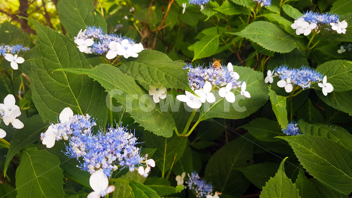 꽃,자연,생물,butterfly,green,식물,풀,보라색꽃,plants,nature