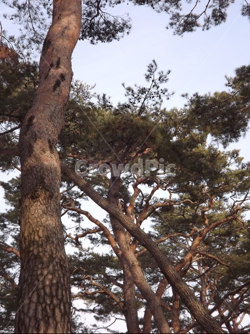 의림지,소나무,나무,유원지,숲,자연,식물,자연,plants,nature,나무,trees,wood