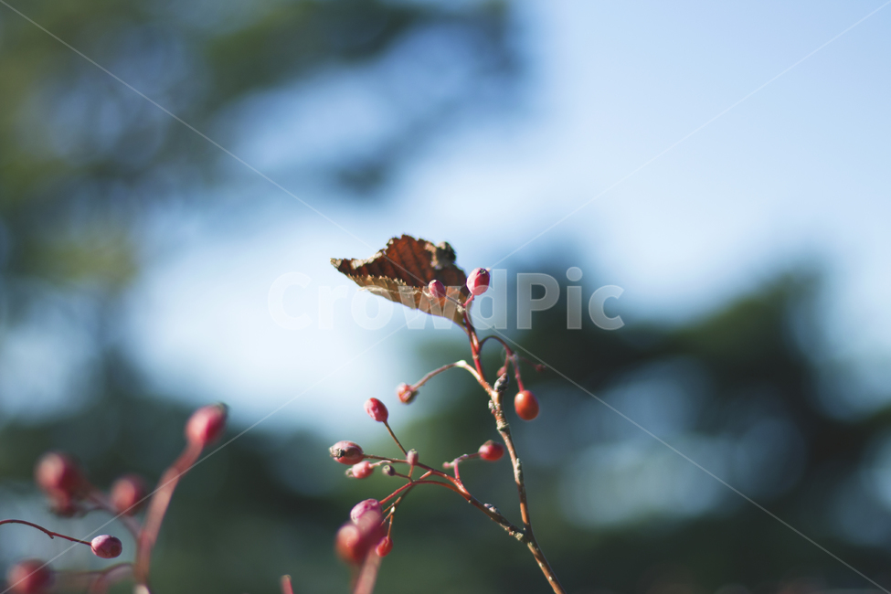 낙엽,열매,가을,식물,나무,식물,자연,plants,nature,과일,열매,fruit,감성,sensible,feeling
