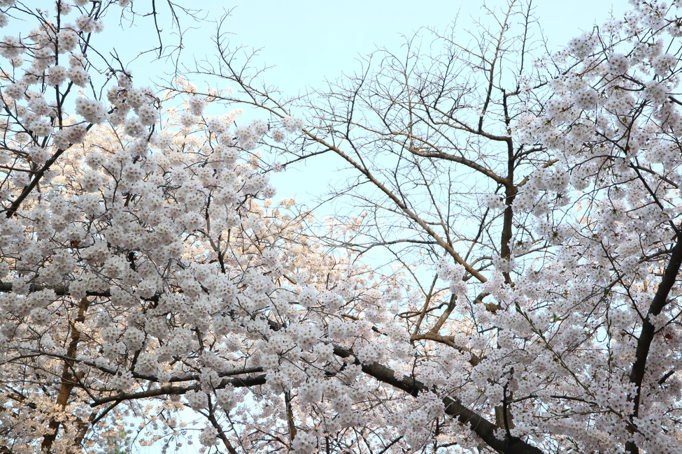 봄꽃,벚꽃,봄,cherryblossoms,왕벚꽃