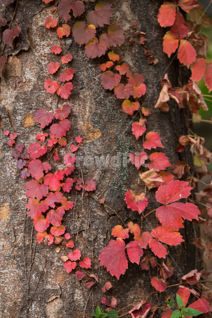 가을,plant,식물,tree,잎,나무,가을,계절,fall,autumn,season,leaf