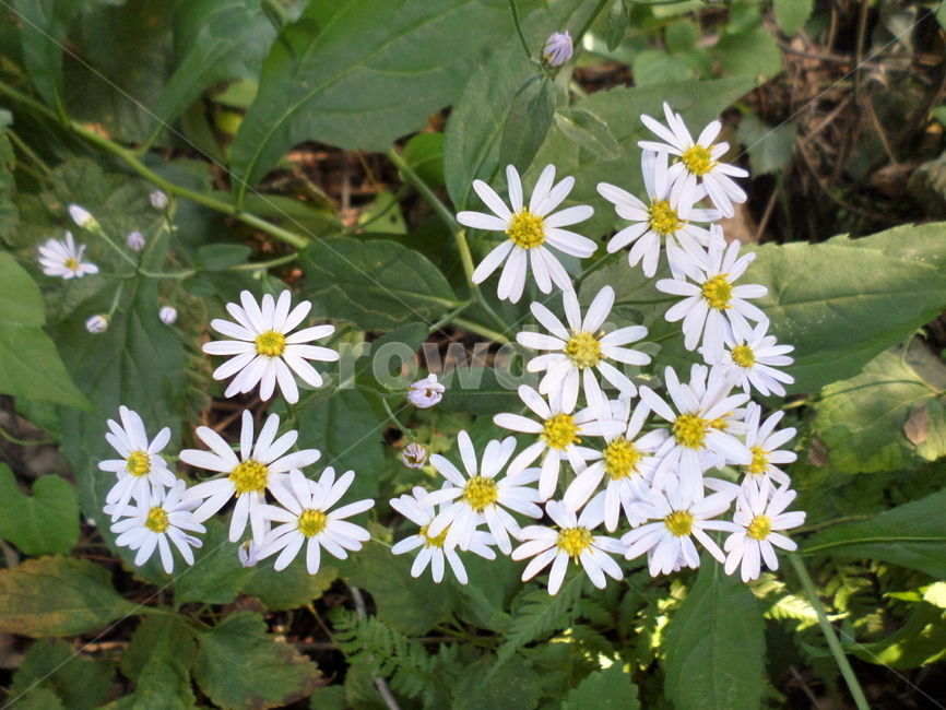 꽃,플라워,flower,꽃송이,꽃잎,petal,초록잎,구절초,necklace,백일홍,the