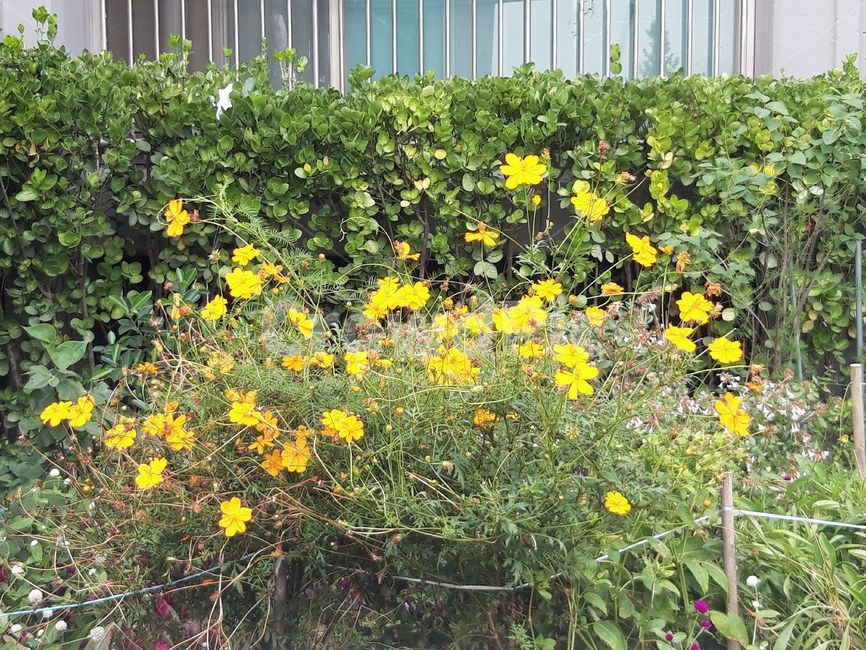 plant,식물,꽃,회단,flower,풀,줄기,잎,식물,자연,plants,nature,꽃,flower